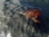 sea turtle  simiilan islands thailand