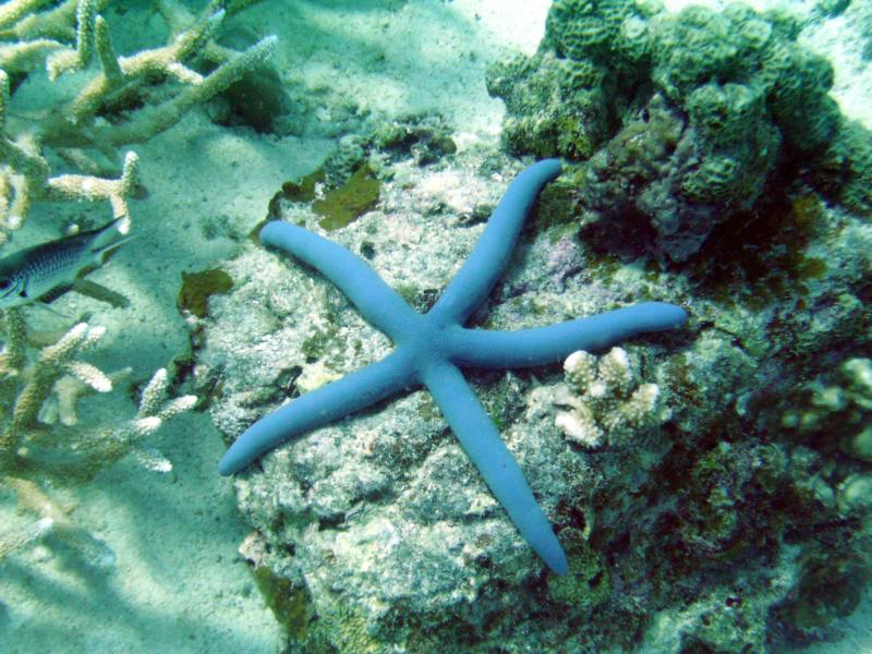 sea star koh racha yai thailand