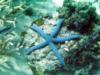 sea star koh racha yai thailand