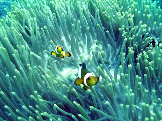 clown fish Phuket