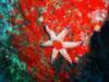 Mery Christmas sea star