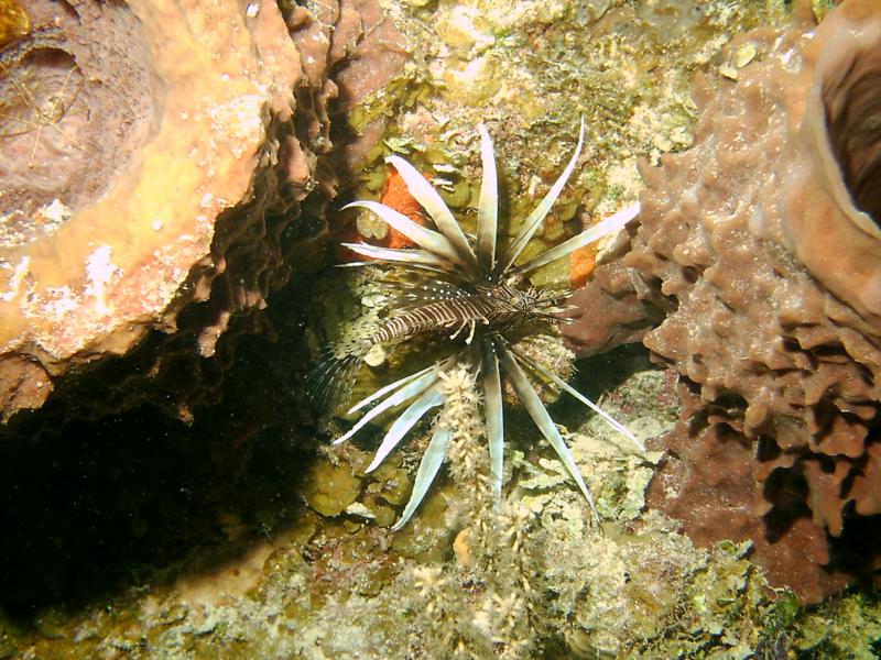 Bad Lionfish (Bahamas, Sept. 2008)