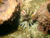 Bad Lionfish (Bahamas, Sept. 2008)