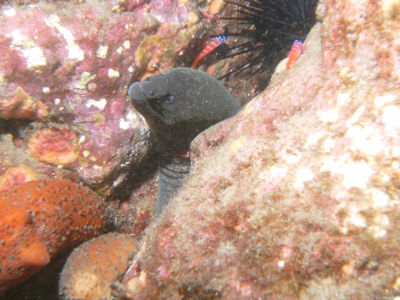 Catalina Moray eel