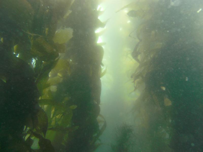 Giant kelp off Catalina Island