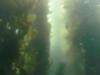 Giant kelp off Catalina Island