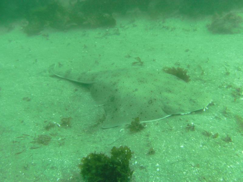 Angel shark