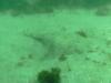 Angel shark