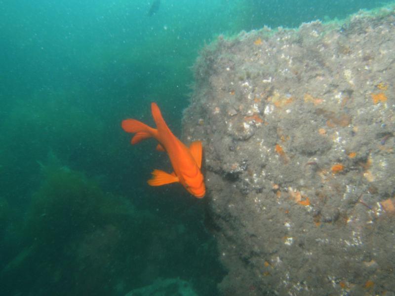 Garibaldi off Catalina Island