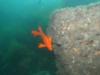 Garibaldi off Catalina Island