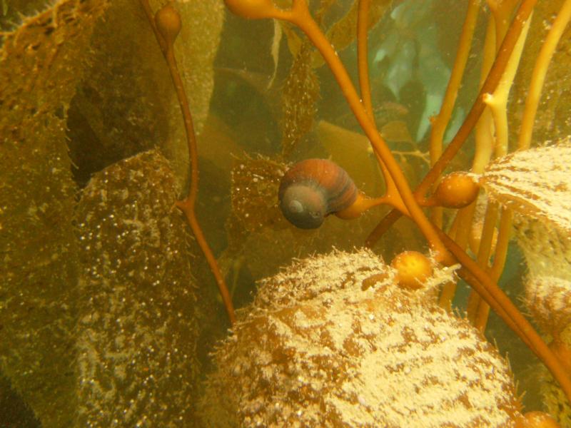 Snail on Giant kelp