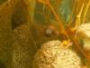 Snail on Giant kelp