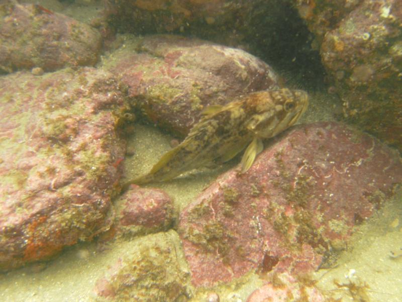 Rock fish off Catalina Island