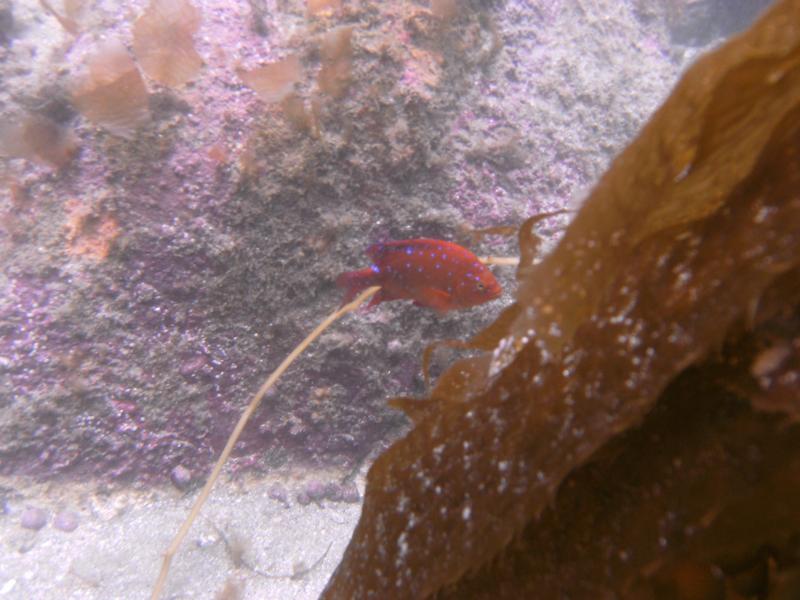 Juvinile Garibaldi off Catalina Island