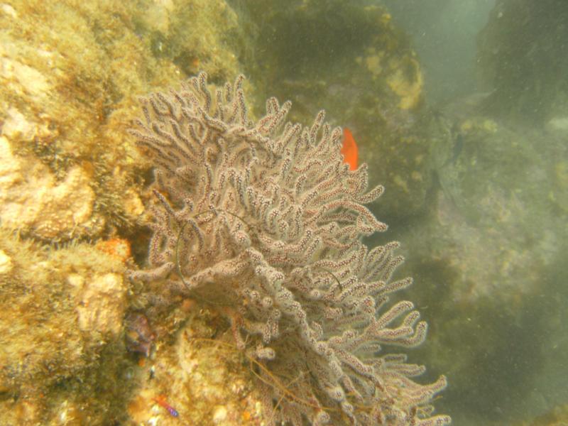 Soft coral - I think