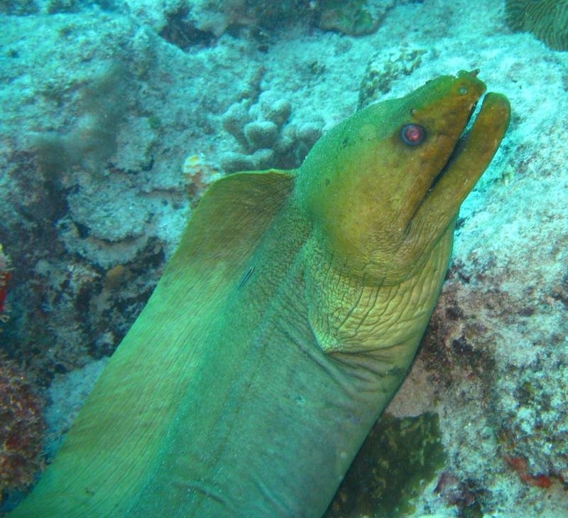 Moray