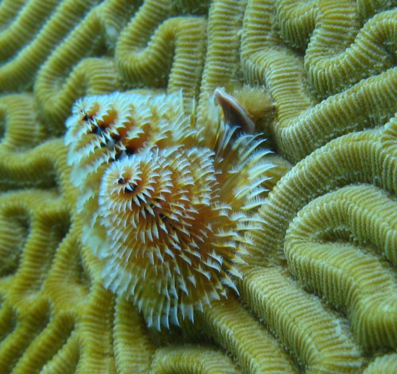 Xmas Tree Worm