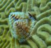 Xmas Tree Worm