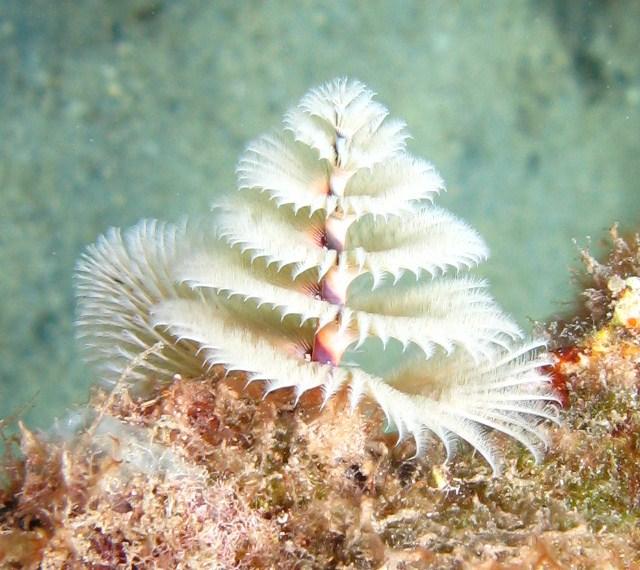 Xmas Tree Worm