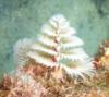 Xmas Tree Worm