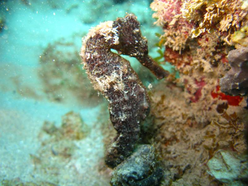 Seahorse