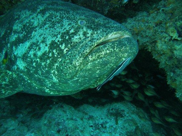 Goliath Grouper