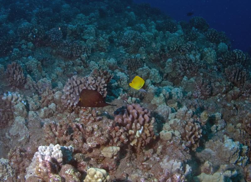 Hawaiian Longnose Butterfly