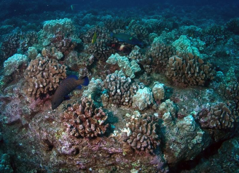 Blue-spotted grouper