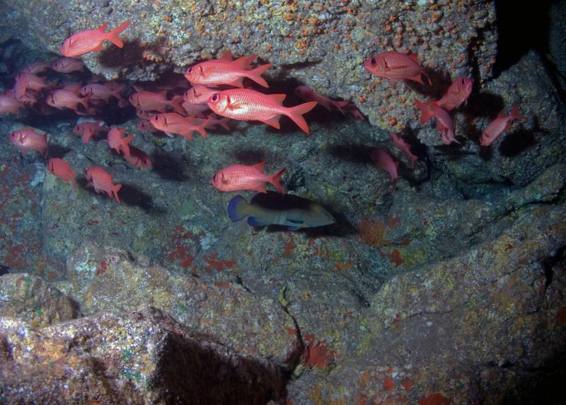 Squirrel Fish