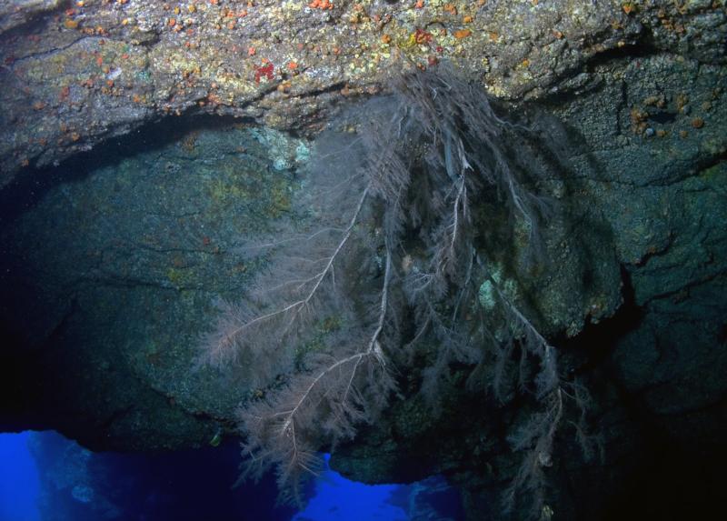 Black Coral 2