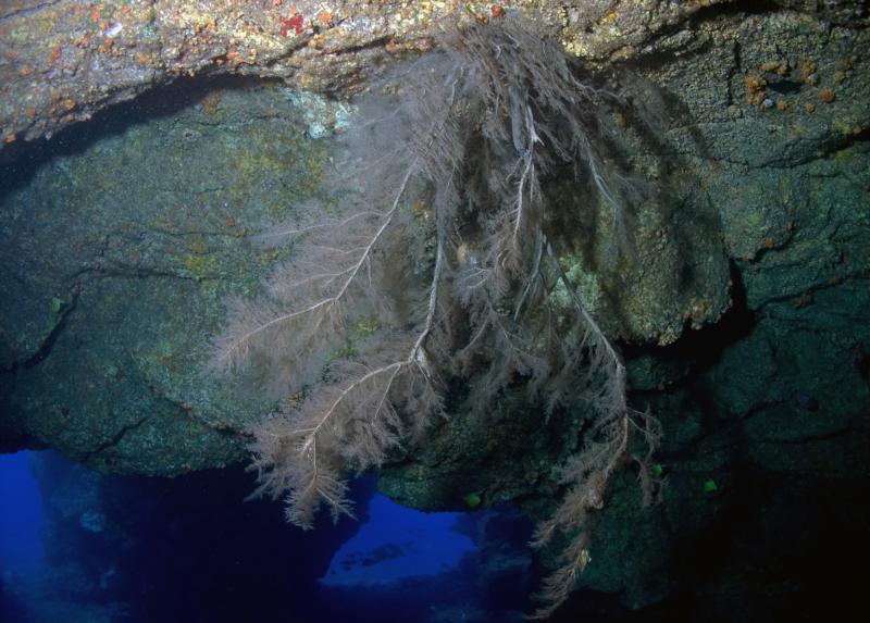 Black Coral 1