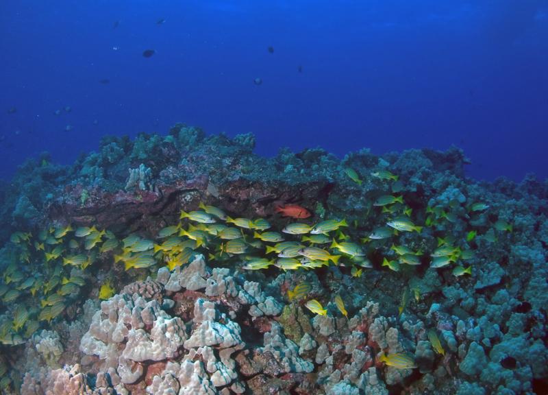 Blue-striped Snapper 1