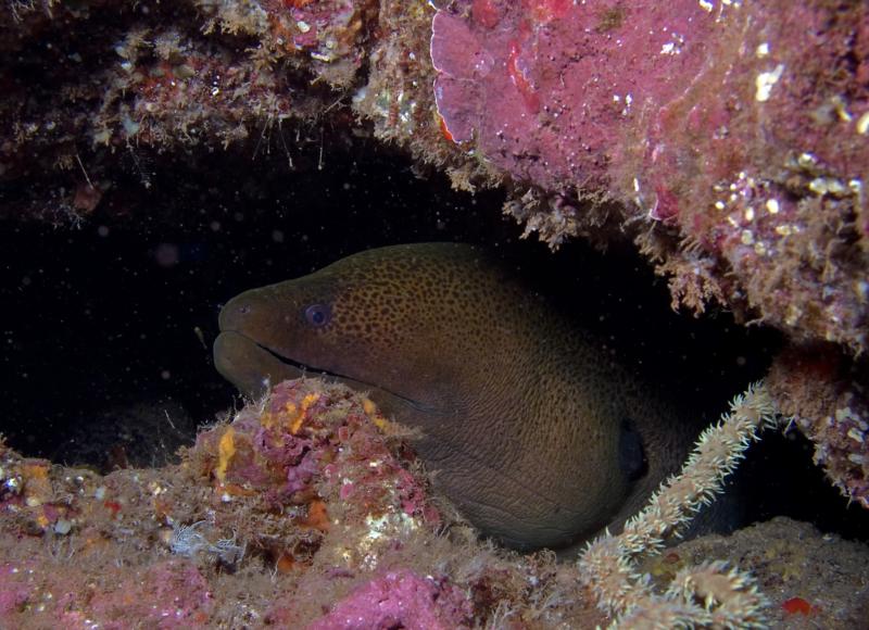 Javanese Moray Eel 1