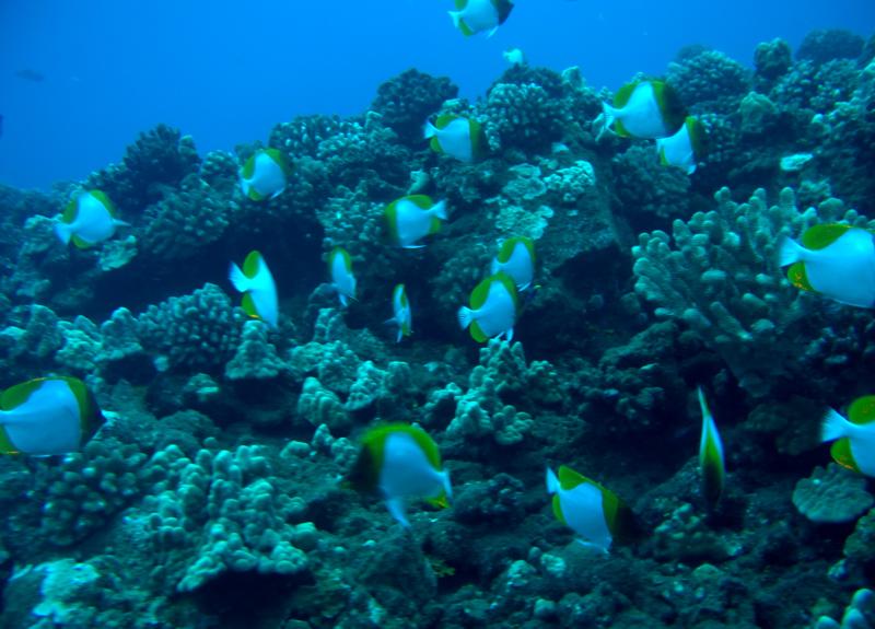 Pyramid Butterfly Fish