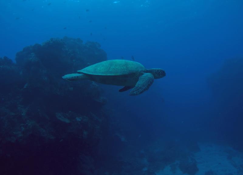 Sea Turtle 1