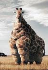 fat giraffe