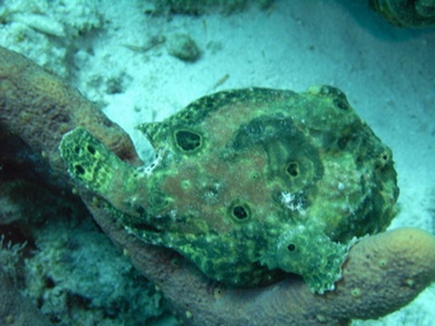 Green Frog Fish