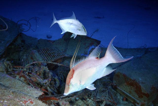 Bonaire