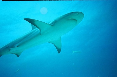 Reef shark at Bull Run Reef