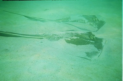 Pair of Stingrays at Heperus Wreck