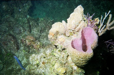 Pretty barrel sponge