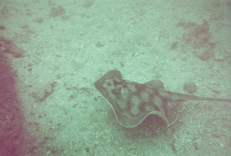 Ray in Puerto Vallarta