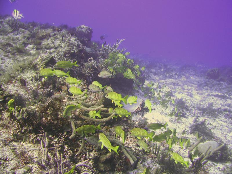 Reef Fish (Cozumel 2009)