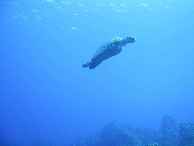 Turtle Fly-by (Cozumel 2009)