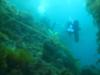 dive