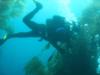 Diving