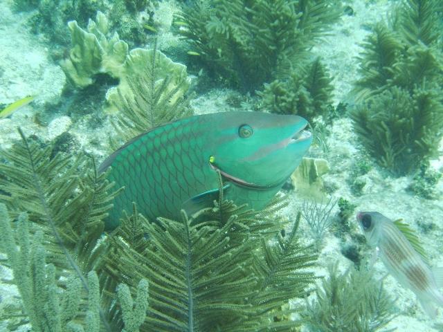 Parrot Fish