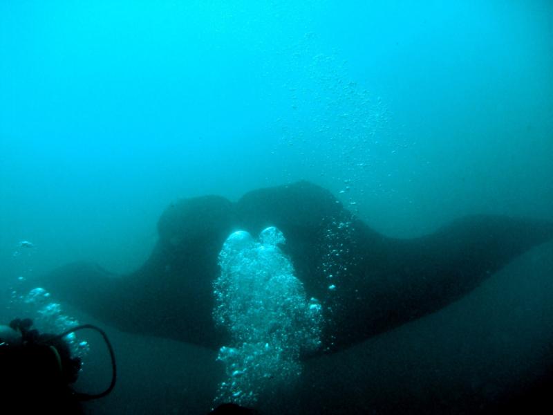 Spaceship Manta as it cruises over us in Costa Rica