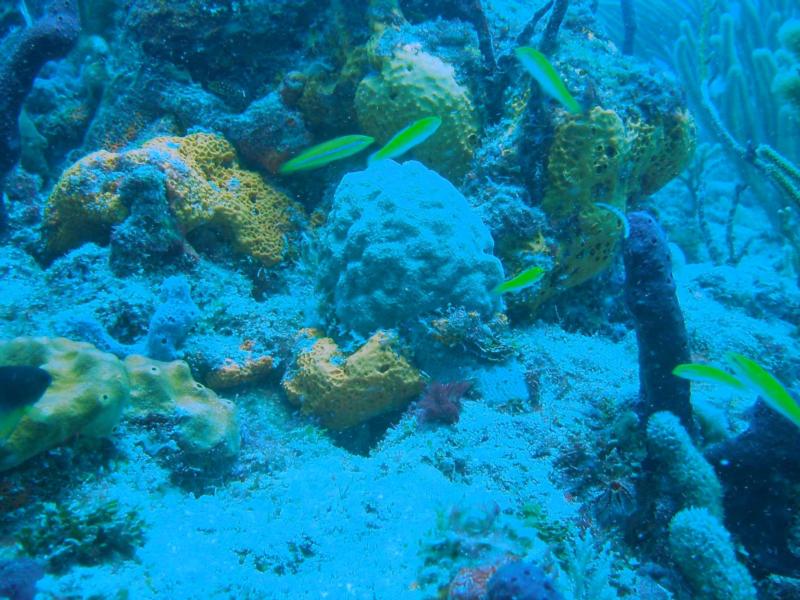 Guanica corals