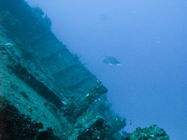 Sea Turtle on the Rodeo